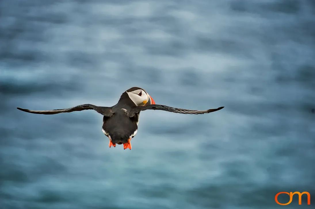 Atlantic puffin gliding low over grey-blue sea with wings fully outstretched